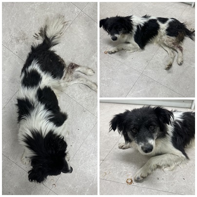 논산시 동물보호센터_444454202501120